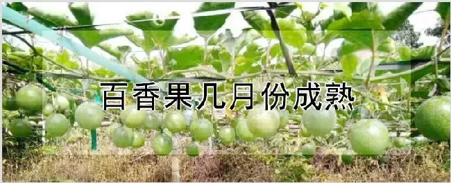 百香果几月份成熟 | 养殖技术