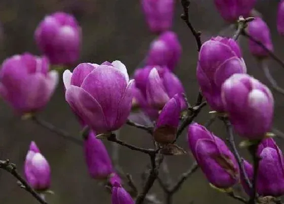 花期|紫玉兰花期是什么时候