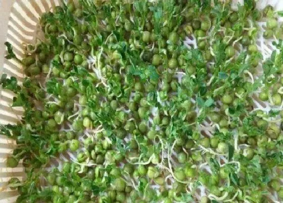 食用常识|青豆发芽了可以吃吗