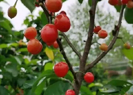 种植百科|深圳可以种樱桃吗