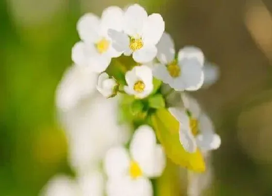 植物百科|小手球花又叫什么名字