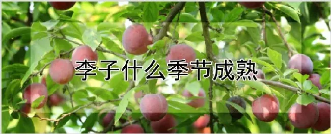 李子什么季节成熟 | 养殖技术