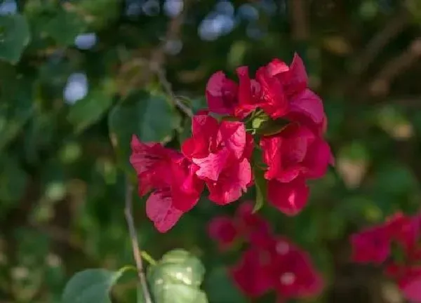 植物浇水|映山红多久浇一次水
