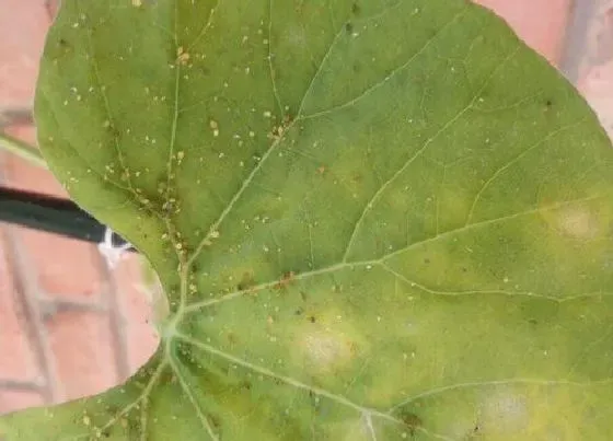 植物虫害|葫芦长虫子怎么办