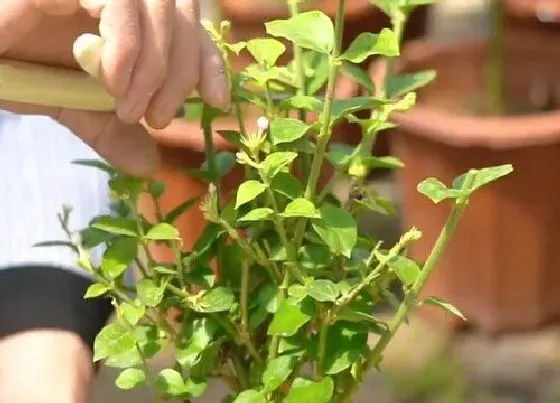 植物修剪|鸳鸯茉莉怎么修剪方法