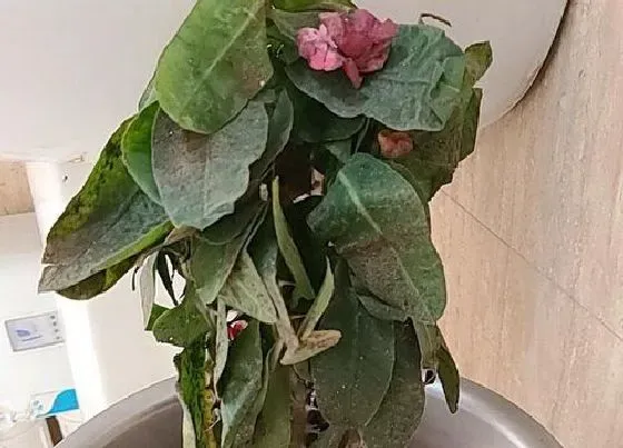 枯萎|麒麟花枯萎怎么办
