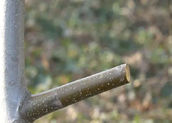 植物发芽|核桃芽接最佳时间和技术方法