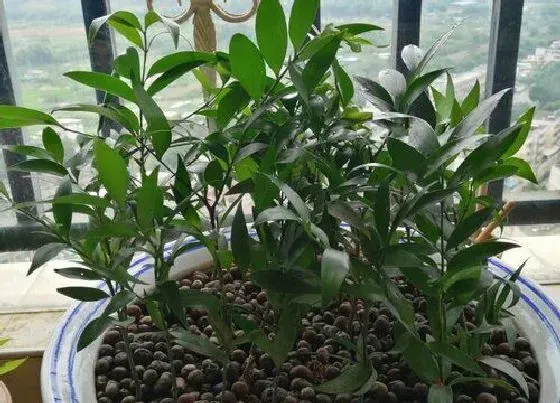 植物寓意|平安竹的风水寓意和摆放位置