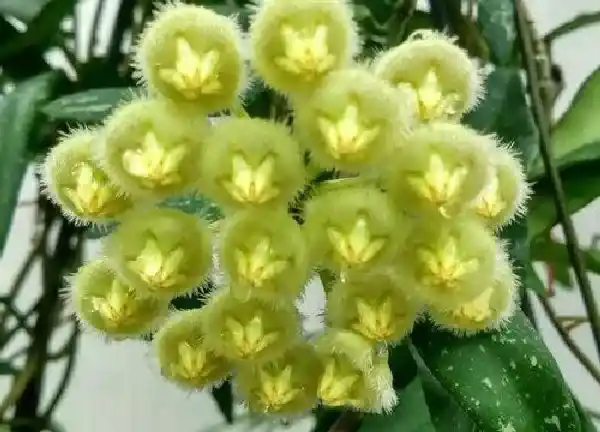 养殖方法|球兰怎么养才能更旺盛