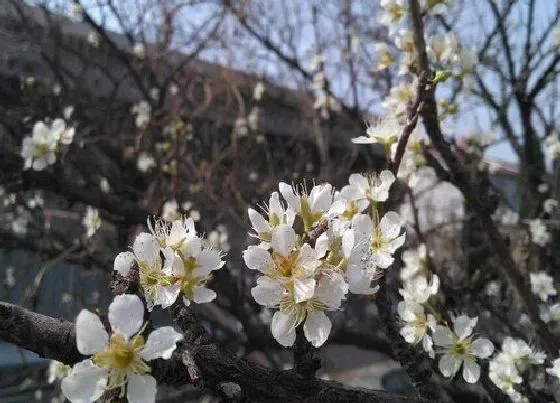 花朵|杏花有几个花瓣图片 杏花的花瓣是什么形状