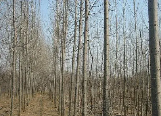 植物修剪|速生杨什么时候剪枝合适