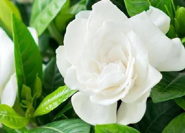植物浇水|茶叶水可以浇栀子花吗