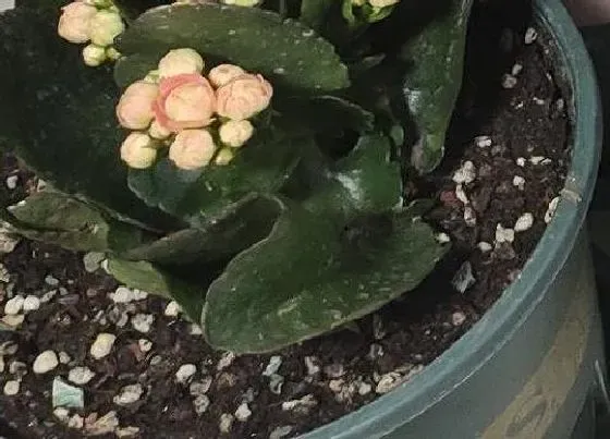 植物排行|耐旱植物有哪些