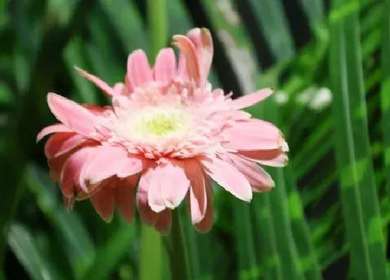 植物修剪|南非菊怎么修剪 修剪方法与注意要点