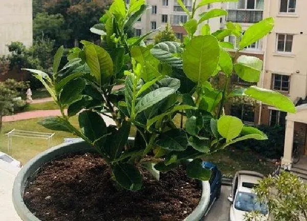 植物换土|柠檬怎么换土换盆