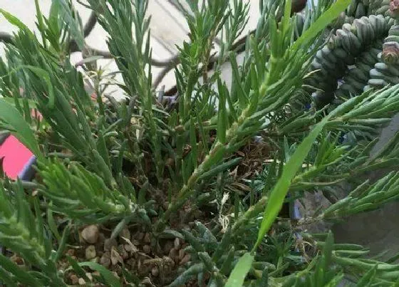 花朵诊疗|太阳花只长花苞不开花怎么办 太阳花徒长不开花原因及解决