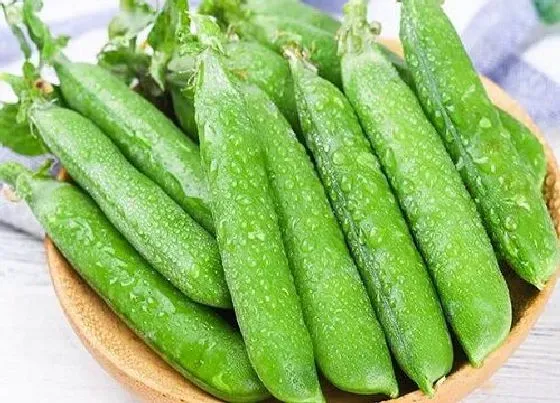 种植管理|荷兰豆几月份种植合适