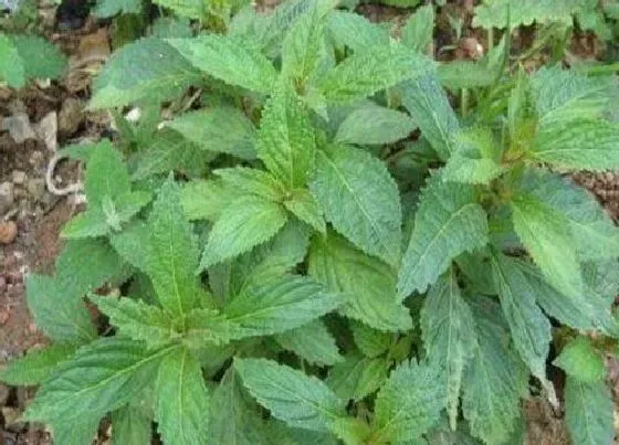 功效常识|溪黄草有什么作用