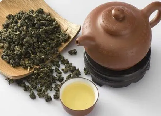 食用常识|象窝茶属于什么茶