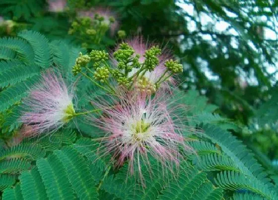 植物排行|羽状复叶植物有哪些