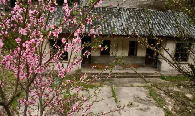庭院摆放|自家院子里种什么树好（从风水的角度庭院里种什么树好）