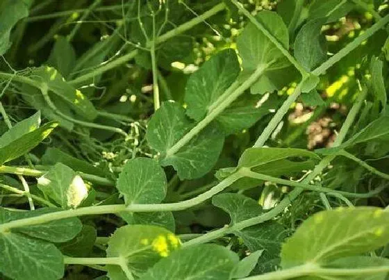 种植管理|高温种植蔬菜的技巧，高温对蔬菜生长影响的应对措施）