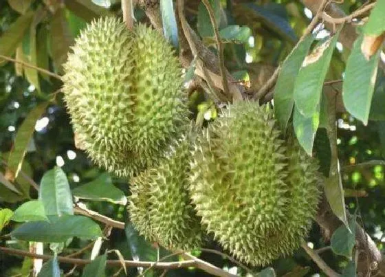 植物百科|榴莲有公母之分吗 公榴莲和母榴莲怎么区分