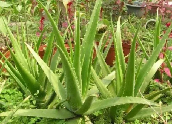 植物百科|芦荟有籽吗