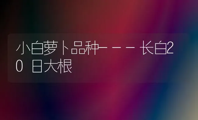 小白萝卜品种---长白20日大根 | 蔬菜种植