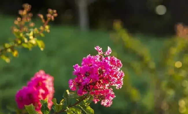 养殖方法|紫藤怎么催花及促花方法（紫薇花怎么养护才开花）