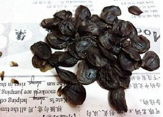 植物播种|朱顶红怎么留种子