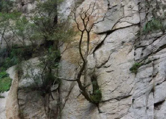 植物百科|崖柏木生长在什么地方 分布在哪里