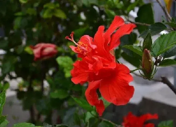 植物发芽|牡丹花种子多久发芽