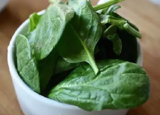 食用技巧|菠菜怎么洗才干净
