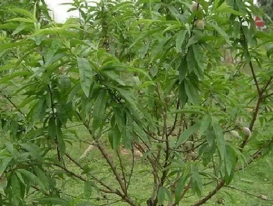 庭院摆放|庭院种桃树好吗