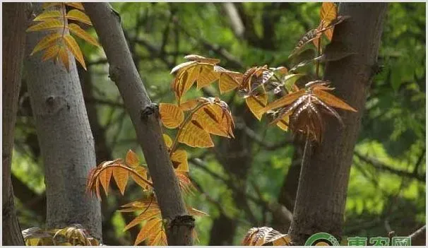 谷雨时节农民有哪些讲究 | 植物病害