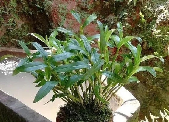 植物种类|中国十大石斛排名（最名贵的名草石斛品种介绍及图片）