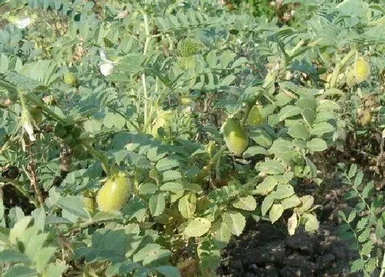 种植方法|鹰嘴豆种植时间和方法