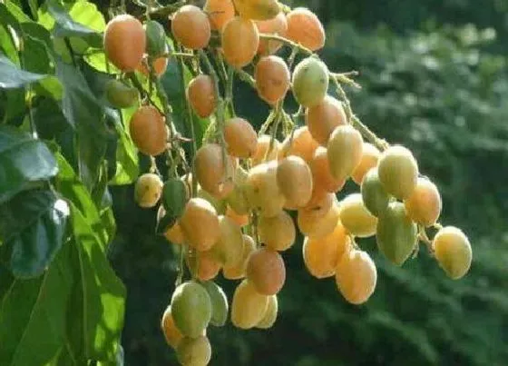 植物百科|跟金桔长得很像的水果叫什么