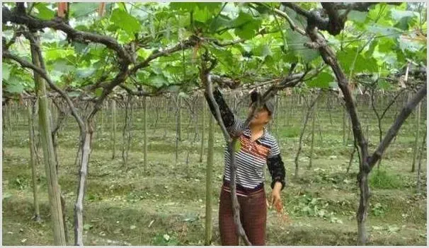 4月适合种植什么水果？ | 自然知识