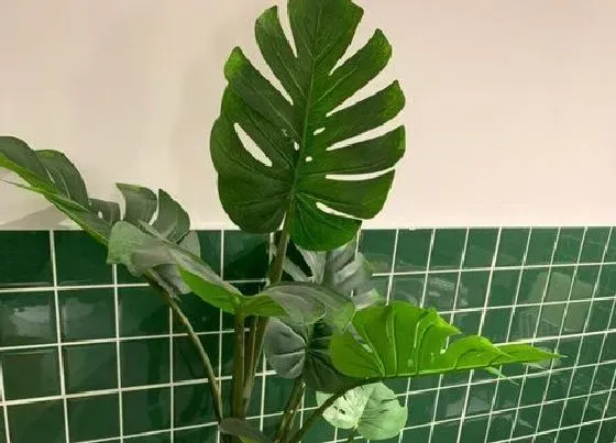 植物排行|大叶植物有哪些