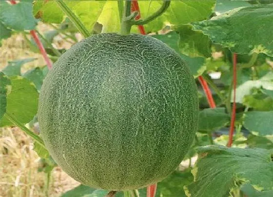 果实成熟|哈密瓜什么季节成熟上市 成熟期是几月份