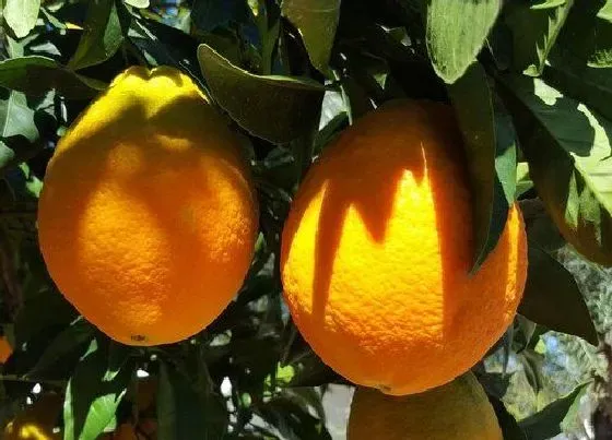 植物修剪|小橘子树怎么修剪方法
