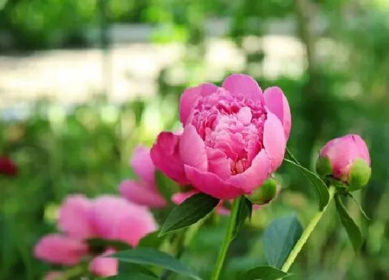 习性特点|芍药的样子和特点描写