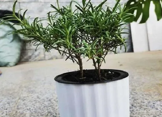 植物百科|和迷迭香很像的植物