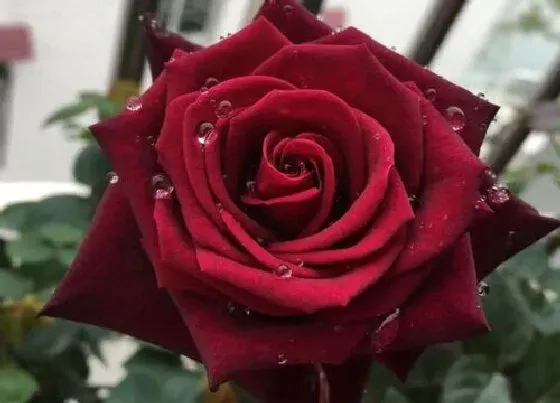 花语|11朵玫瑰花代表什么花语