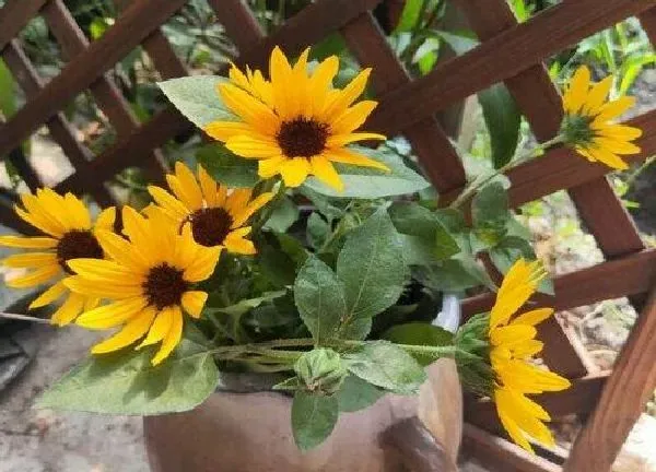 植物浇水|向日葵需要每天浇水吗