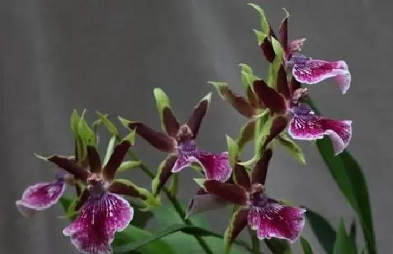 开花时间|紫香兰一年开几次花 花期多长时间