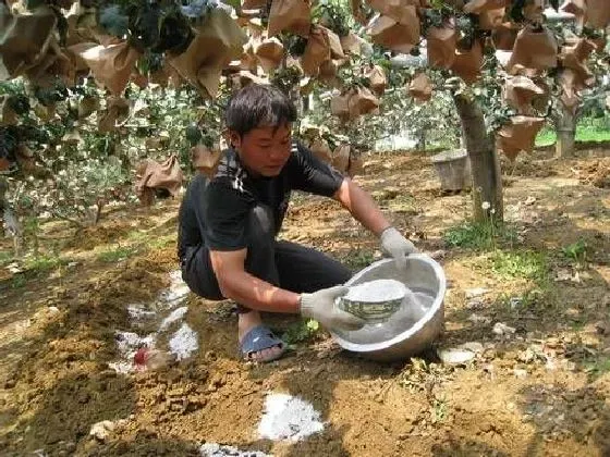 植物施肥|苹果树套袋后施什么化肥好，苹果套完袋什么时候追肥好 ）