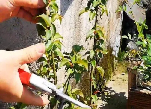 植物扦插|水梅花几月份扦插最好